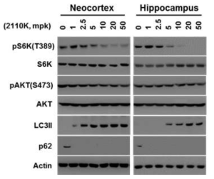 neocortex와 hippocampus에서의 농도별 mTOR 억제능 평가