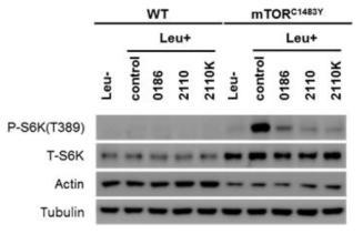 mTOR C1483Y mutation cell line에서의 mTORC1 억제능 평가