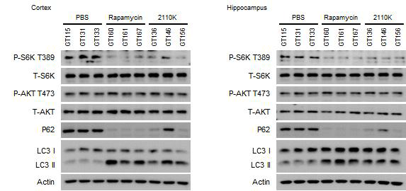 TSC2GFAP CKO 마우스에서 2110K 투여에 의한 뇌조직에서의 mTORC1 저해효과