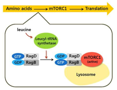 mTORC1 활성화에 관여하는 LRS의 기능