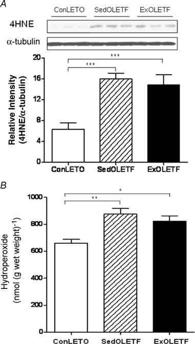 Effects of exercise training and type 2 diabetes on thelevel of 4- hydroxynoneal (4-HNE) adducts and total lipid hydroperoxide Western blot analysis was conducted with a rabbit polyclonal 4-HNE antibody. The data were quantified by using image densitometric analysis (A). The ferrous oxidationxylenol orange assay was used for quantification of lipid peroxidation (B)