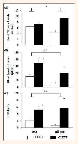 Change of (A) blood glucose, (B) blood insulin, (C) HOMA-IR levels from rest to immediately after all-out exercise in OLETF (n=8) and LETO (n=6) rats, Each rat ran with incremental runing velocity by every 3 minutes untill all-out condition. Immediately after all-out condition, blood samples were collected from fixed catheter of nape and treadmill exercise was stopped. Values represent measn±SEM