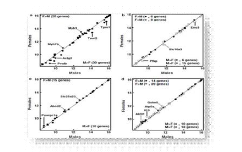 Scatter plots comparing differential expression of genes in soleus muscle of HFD rats in muscle contraction