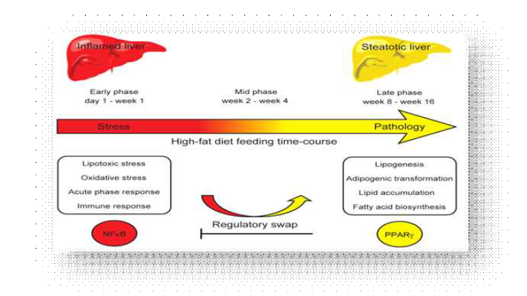 Model of the hepatic physiological response to high-fat diets during the 16-week time-course
