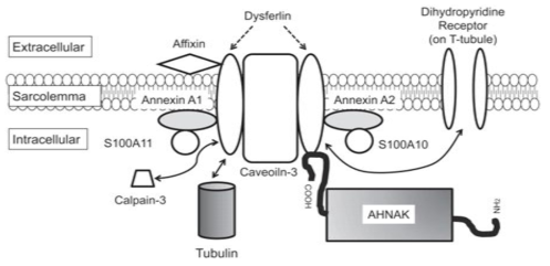 The interactions of proteins with dysferlin at the sarcolemma in skeletal muscle
