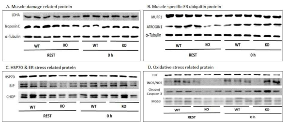 Various proteins in AHNAK KO mice after exercise