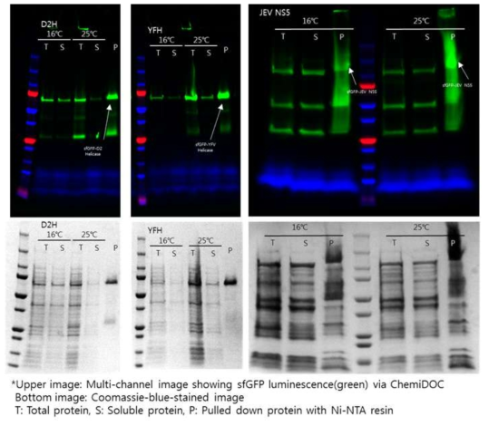 온도 변화(16℃및 25℃) 및 Ni-NTA 레진을 이용하여 재조합 단백질의 발현을 확인한 SDS-PAGE 이미지. 성공적으로 발현된 재조합 단백질은 화살표로 표시하였다. D2H: Dengue type2 NS3 helicase, YFH: Yellow Fever NS3 helicase, JEV NS5: JEV NS5 RdRp