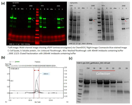 (a) Ni-NTA chromatography로 분리된 재조합 단백질 시료에 대한 SDS-PAGE 이미지 (b) Size exclusion chromatography을 통해 단일 정제된 뎅기 바이러스 type2 NS3 Helicase 각 fraction에 대한 280 nm 흡광 그래프 (c) fraction#19-24에 해당되는 SDS-PAGE 이미지