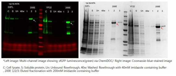 Ni-NTA chromatography로 분리된 단백질에 대한 SDS-PAGE 이미지