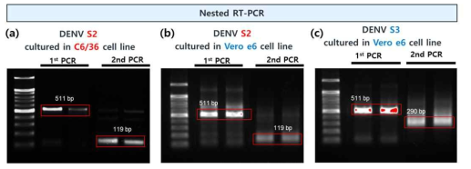 nested RT-PCR 방법을 통한 뎅기바이러스 S2, S3에 감염 세포주 검증