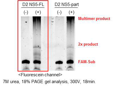 gel 기반의 뎅기 NS5-FL와 NS5-partial의 활성 분석