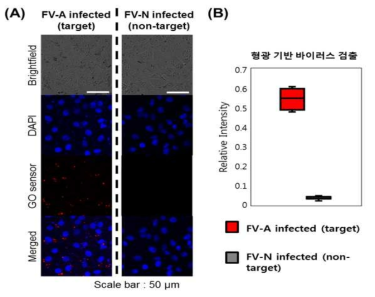 산화그래핀-형광 기반 진단 플랫폼을 통한 비표적 바이러스 대비 표적 바이러스에 감염된 세포에 대한 비교 분석