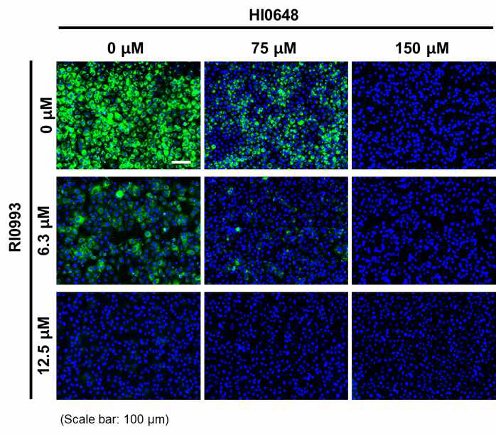 helicase 저해 후보군 HI0648 및 RdRp 저해 후보군 RI0993 의 복합 처리를 통한 세포 수준 바이러스 저감 증대 효과 분석