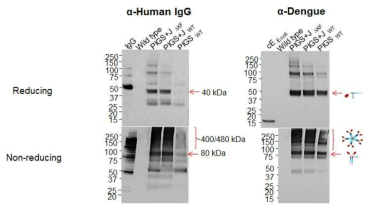 식물체 추출단백질에서 cEDIII-PIGS 분자의 단백질 발현 확인