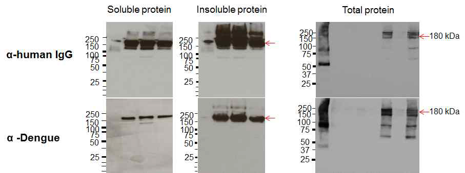 식물체 추출단백질에서 cEDIII-ERICs 분자의 단백질 발현 확인