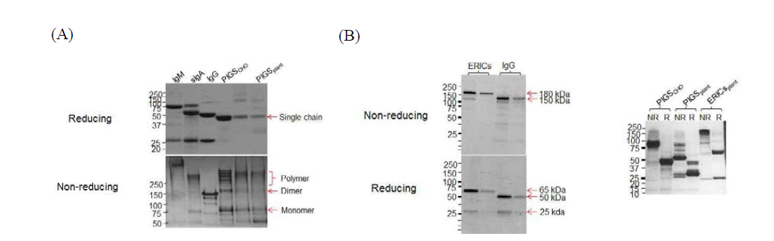 순수 분리정제 된 cEDIII-PIGS와 cEDIII-ERICs 단백질의 SDS-PAGE 결과