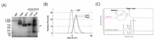 동식물세포 유래 면역복합체 항원융합 단백질 구조 분석. (A) Native gel running을 통한 단백질의 크기 비교분석. (B) Dynamic scattering을 통한 단백질의 크기 비교분석. (C) HPLC 방법을 이용한 단백질의 크기분석