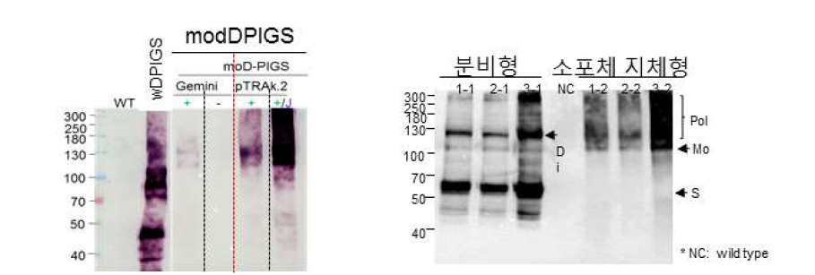 두 가지 형태의 면역증진 기대 항원(EDII-cEDIII-PIGS)과 융합된 PIGS 단백질 발현 확인