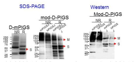 항원 단백질의 분리 정제 후 SDS-PAGE 및 Western blot을 통한 단백질 분석