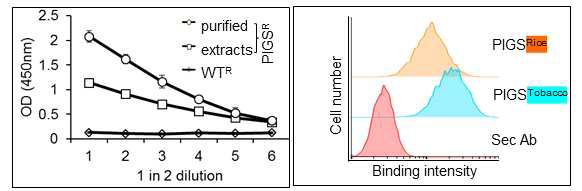 RicePIGS의 C1q 결합능력(left) 및 단핵구 세포표면 항체수용체 결합능력(light) 확인