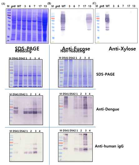 항원 단백질 발현 및 fucose와 xylose가 제거된 형질전환 세포주의 확인
