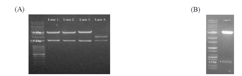 Gel electrophoresis를 이용하여 각각의 sample을 restriction enzyme 처리 후에 loading 함. (A) Lane 1, 2, 3, 4는 각각 DENV1(1,485 bp), DENV2(1,485 bp), DENV3(1,479 bp), DENV4(1,485 bp)의 E protein을 의미함. (B) Lane 1은 DENV2의 prM protein(315 bp)을 의미함