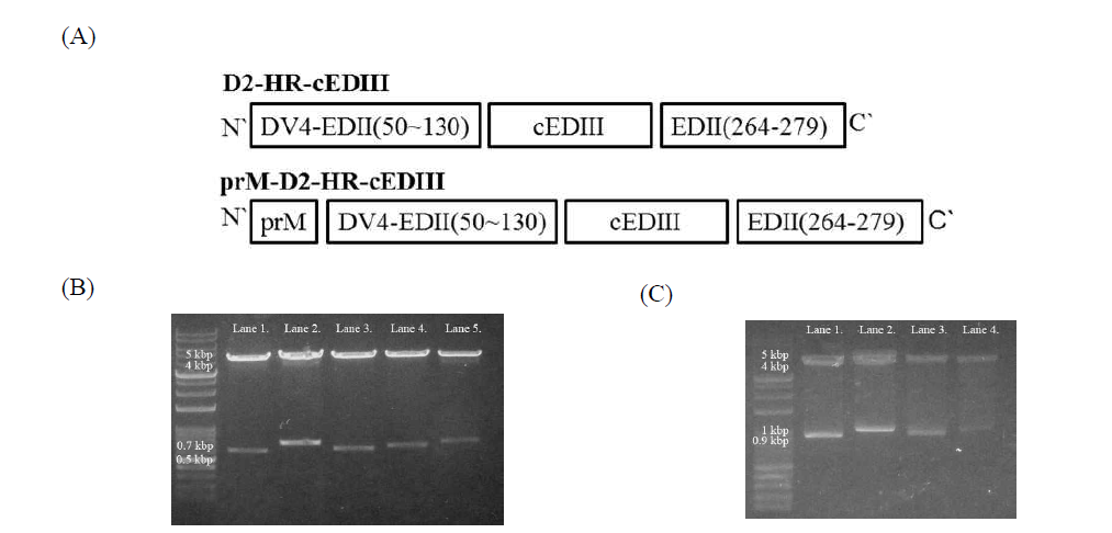 (A) 제작 항원의 유전자 모식도. (B), (C)는 gel electrophoresis를 이용하여 각각의 sample을 restriction enzyme cut하여 확인함. (B) Lane 1, EDII-cEDIII(603 bp); Lane 2, EDII-cEDIII-LL-37(723 bp); Lane 3, EDII-cEDIII-Co1(639 bp); Lane 4, EDII-cEDIII-P9-Co1(657 bp); Lane 5, EDII-cEDIII-P28-Co1(723 bp). (C)의 Lane 1, prM-EDII-cEDIII(918 bp); Lane 2, prM-EDII-cEDIII-LL-37(1,038 bp); Lane 3, prM-EDII-cEDIII-Co1(954 bp); Lane 4, prM-EDII-cEDIII-P9-Co1(981 bp)