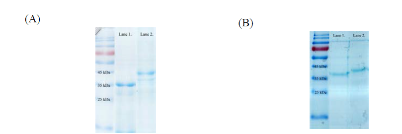 SDS-PAGE와 Western blot을 이용하여 단백질 발현 확인. (A) Lane 1, prM-EDII-cEDIII; Lane 2, prM-EDII-cEDIII-LL-37. (B) Lane 1, prM-EDII-cEDIII-Co1; Lane 2, prM-EDII-cEDIII-P9-Co1