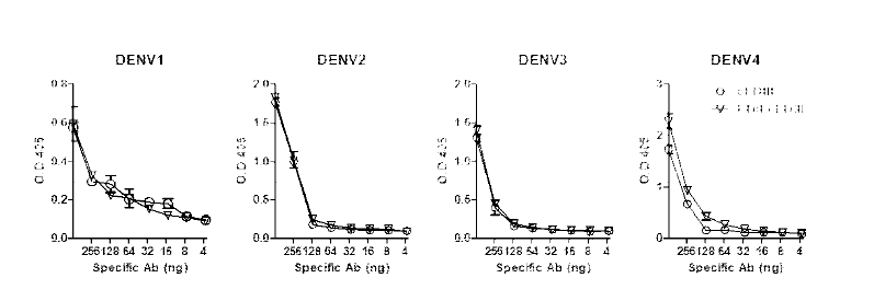 DENV에 대한 항체의 결합능력 검증