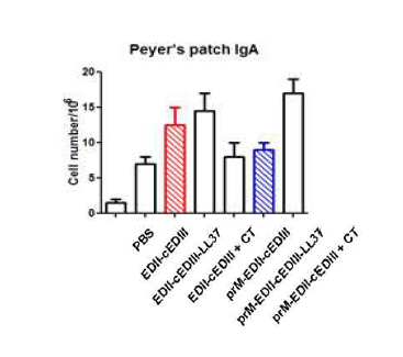 Peyer’s patch에서 항원에 대한 IgA 생산 세포 수 측정