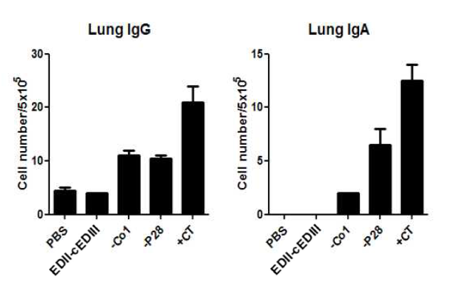폐에서 항원 특이적인 IgG, IgA 생산 세포 측정