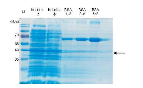 재조합 NS3 단백질 발현