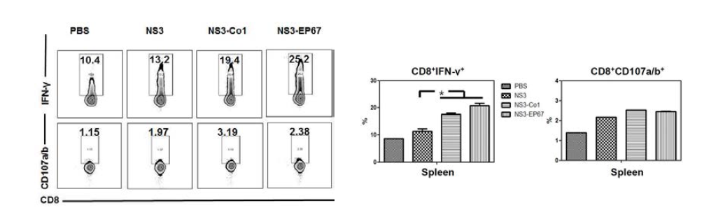 DENV2에 대한 CD8+ T cell 활성 분석