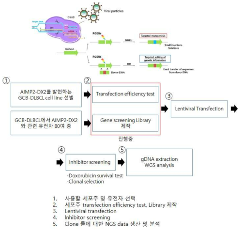 CRISPRi Library screening의 work flow