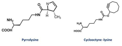 pyrrolysine과 cyclooctyne lysine의 구조