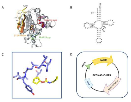 A: pyrrollysyl-tRNA synthetase 의 구조 B: pyrrollysyl-tRNA 구조 C: pyrrollysyl-tRNA synthetase의 active site 주변의 아미노산 D: pCDNA3-CoKRS-Pylt