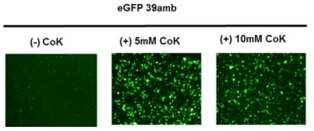 Cok 의 유무에 따른 형광 단백질 발현 확인