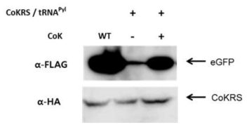 Western blot을 통해 GFP39TAG, CoKRS 발현 확인
