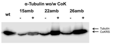 Suppression test를 통한 α-Tubulin내 CoK 도입 위치 선별