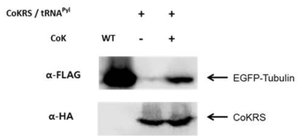 Western blot을 통한 EGFP가 Fusion된 Tubulin 단백질 발현 확인