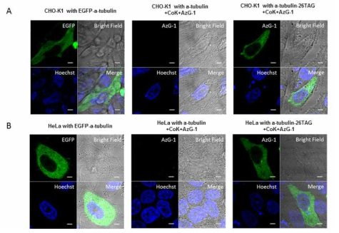 Confocal date. A: CHO-K1 세포에서 Tubulin26CoK 선택적 형광 표지 확인 B: Hela 세포에서 Tubulin26CoK 선택적 형광 표지 확인