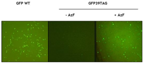 GFP 모델 단백질을 활용한 동물세포내 AzF 첨가시스템 검증