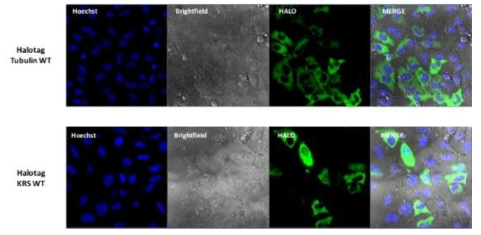 Confocal image. 튜블린과 KRS의 halotag labeling