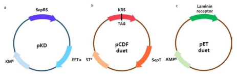 KRS-S52ph/Laminin receptor 발현 벡터