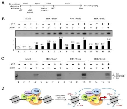 메틸화 변형 단백질을 이용한 biochemical assay 결과