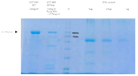 GST KRS S207ph 단백질의 발현 및 정제