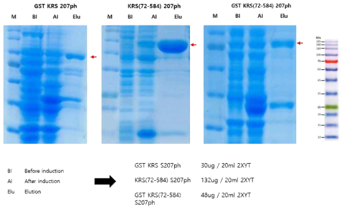KRS S207ph 단백질 형태에 따른 발현 비교