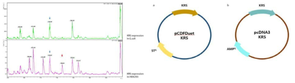 대장균과 동물세포에서의 KRS의 발현을 통한 아세틸화 위치 예측. 좌측 상단은 대장균에서의 발현한 KRS의 mass spectrometer 결과, 좌측 하단은 동물세포에서 발현한 KRS의 mass spectrometer 결과이다. 우측의 a는 대장균에서의 KRS 발현을 위한 플라스미드, b는 동물세포에서의 발현을 위한 플라스미드이다