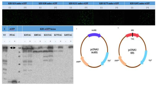 동물세포에서의 아세틸라이신 위치 특이적 도입 eGFP 융합 KRS 단백질의 발현 결과