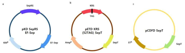 대장균 내 인산화 KRS 단백질 발현 플라스미드 제작 모식도